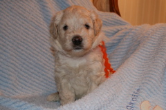 Picture of Australian Labradoodle