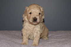 Picture of Australian Labradoodle
