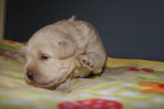 Picture of Australian Labradoodle