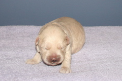 Picture of Australian Labradoodle