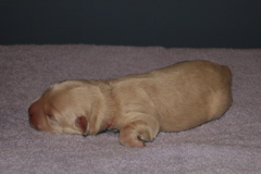 Picture of Australian Labradoodle