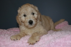 Picture of Australian Labradoodle