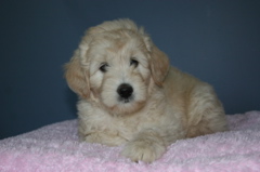 Picture of Australian Labradoodle