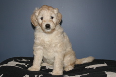 Picture of Australian Labradoodle
