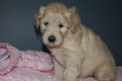 Picture of Australian Labradoodle