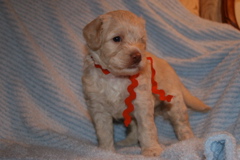 Picture of Australian Labradoodle