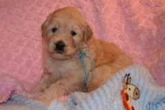 Picture of Australian Labradoodle