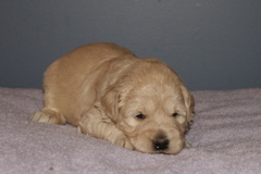 Picture of Australian Labradoodle