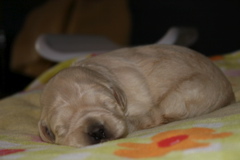 Picture of Australian Labradoodle