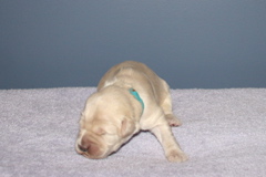 Picture of Australian Labradoodle