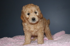 Picture of Australian Labradoodle