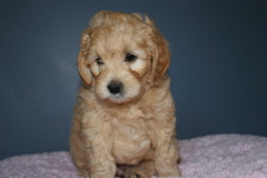 Picture of Australian Labradoodle