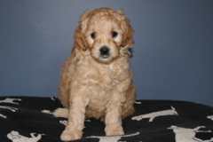 Picture of Australian Labradoodle