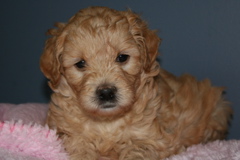 Picture of Australian Labradoodle