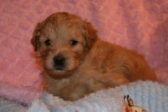 Picture of Australian Labradoodle