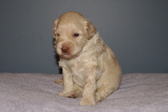 Picture of Australian Labradoodle