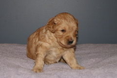 Picture of Australian Labradoodle