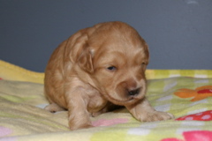 Picture of Australian Labradoodle