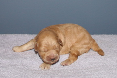 Picture of Australian Labradoodle