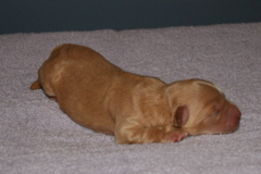 Picture of Australian Labradoodle