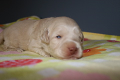 Picture of Australian Labradoodle