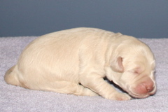 Picture of Australian Labradoodle
