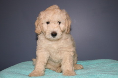 Picture of Australian Labradoodle