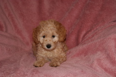 Picture of Australian Labradoodle