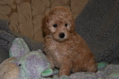 Picture of Australian Labradoodle
