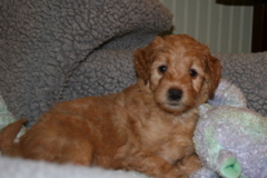 Picture of Australian Labradoodle