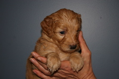 Picture of Australian Labradoodle