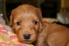 Picture of Australian Labradoodle