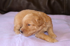 Picture of Australian Labradoodle