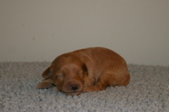 Picture of Australian Labradoodle