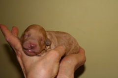 Picture of Australian Labradoodle