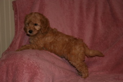 Picture of Australian Labradoodle
