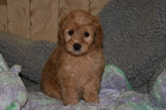 Picture of Australian Labradoodle
