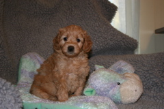 Picture of Australian Labradoodle