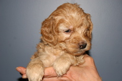 Picture of Australian Labradoodle
