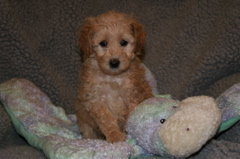 Picture of Australian Labradoodle