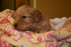 Picture of Australian Labradoodle