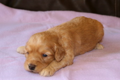 Picture of Australian Labradoodle