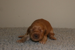 Picture of Australian Labradoodle