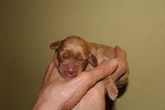 Picture of Australian Labradoodle