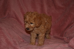 Picture of Australian Labradoodle