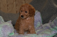 Picture of Australian Labradoodle
