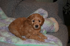 Picture of Australian Labradoodle