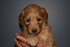Picture of Australian Labradoodle