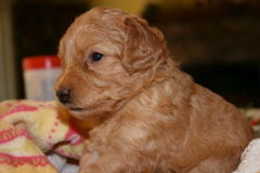 Picture of Australian Labradoodle