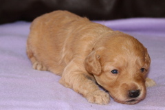 Picture of Australian Labradoodle
